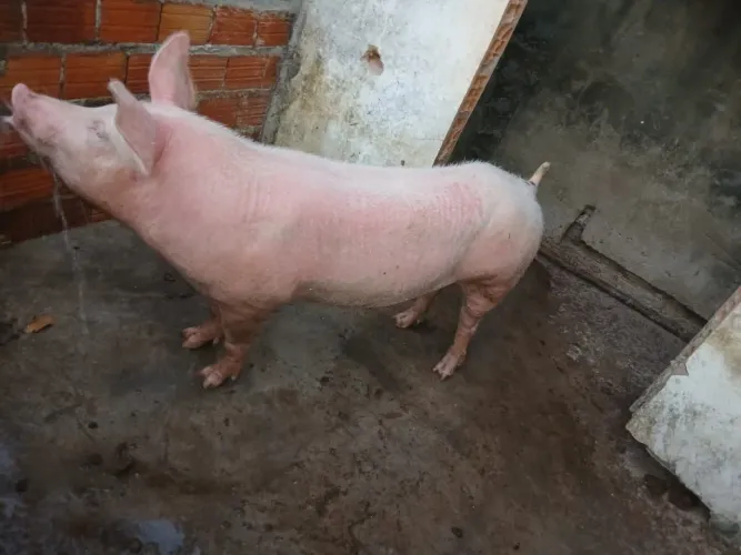Venda de Suínos