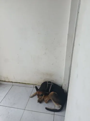 Um cachorro  doação 