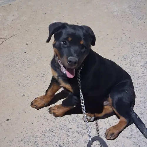 Rottweiler padrao alemao disponivel para vc que gosta e precisa de um amigo.