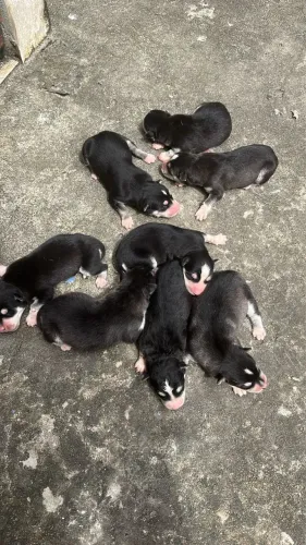FILHOTE DE HUSKY PURO