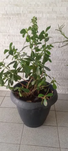Plantas ornamentais