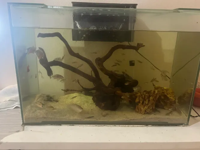 Aquario 115 litros