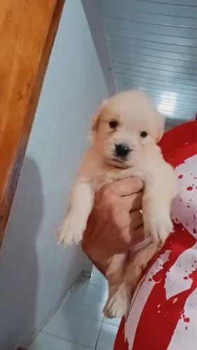 Cachorro 