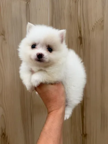 spitz alemão Anão todas as características que você procura