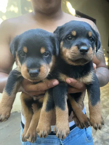 Filhotes de Rottweiler 