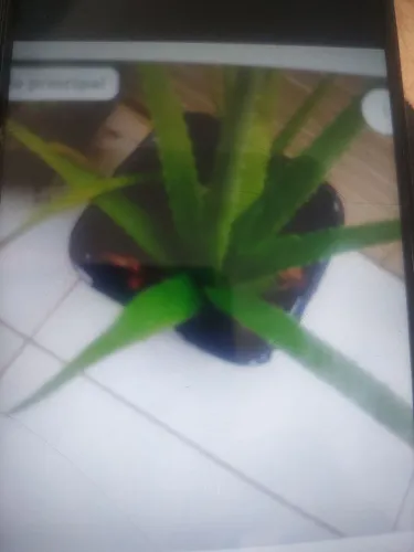 planta babosa