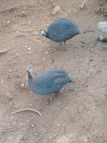 Casal de angola