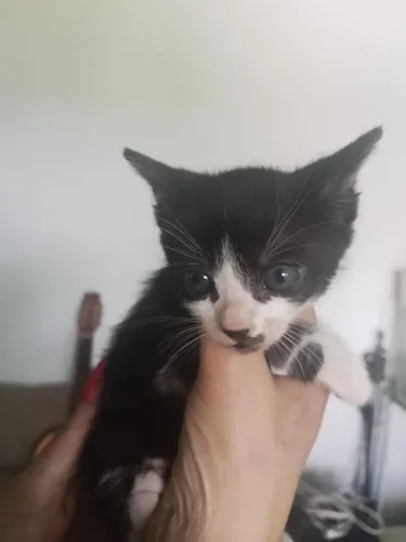 Doação de um gatinho flajola 45dias