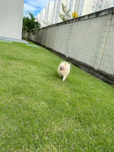 Lulu da Pomerânia padreador disponível pra venda!