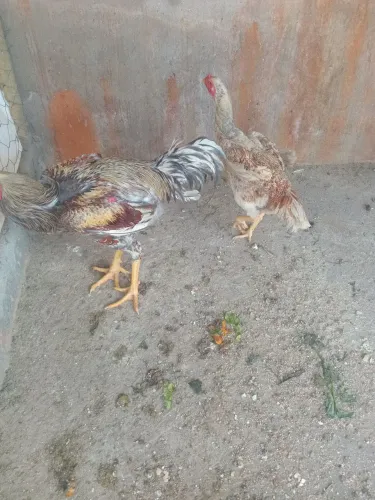 Vendo dois casais de indio gigante