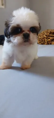 Vendo filhote de Shitzu 