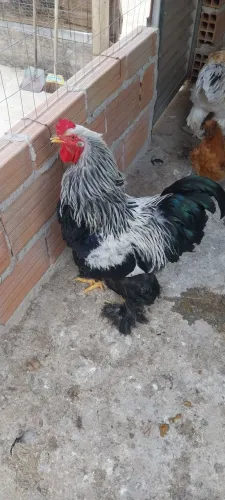 Galo bhama