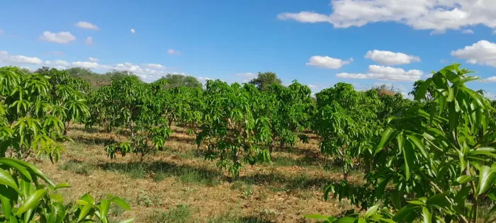 Roça à Venda em Petrolina - Manga Produzindo + Estrutura Completa