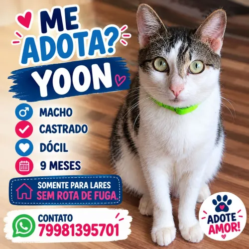 Gato pra adoção 