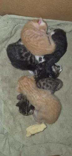 Gato