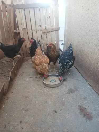 Vendo