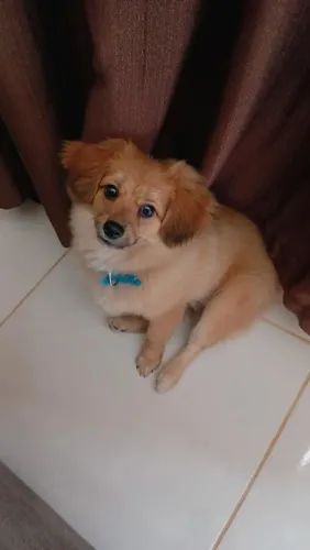 Vendo cachorro