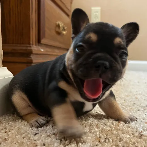 BullDog Francês: O gordinho mais carinhoso