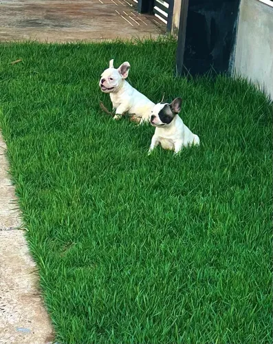 Vendo filhote de Bulldogue Francês