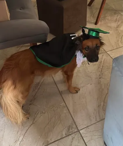 Beca pra Pet tamanho M