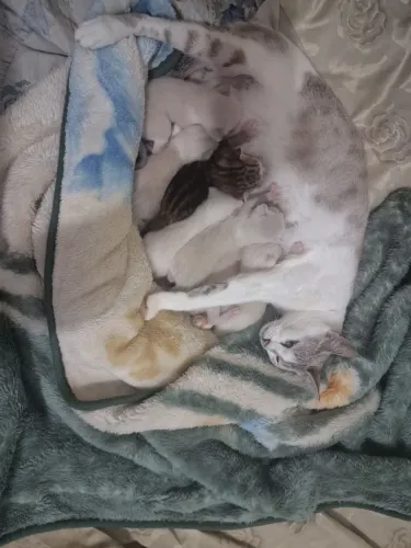 7 gatinhos os filhotes 