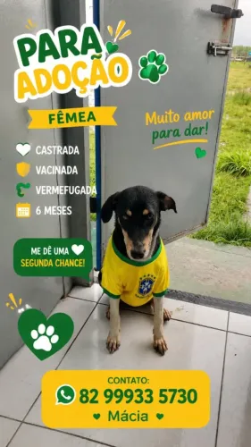 Fêmea linda pra adoção 