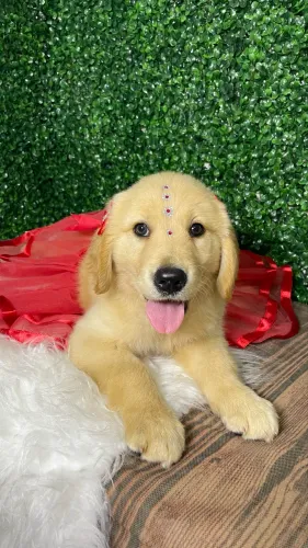 Golden retriever fêmea . Con pedigree