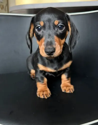 Cachorro filhote dachshund/teckel/basset/salsicha/cofap dócil