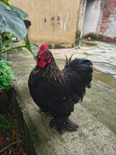 Frango Mine cochin