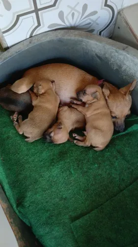 Filhotes de  cachorro pinscher 