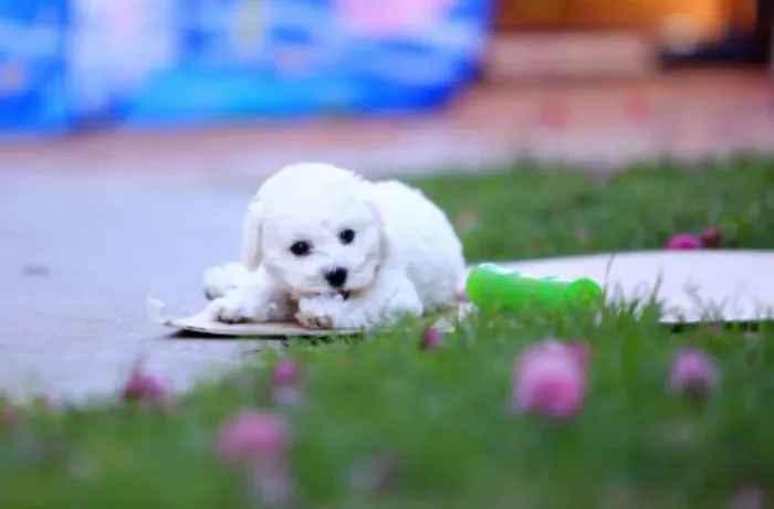 Bichon frise