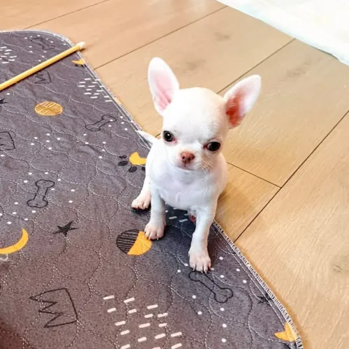 Chihuahua fofo demais 
