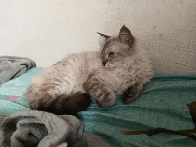 Gato pra adoção 