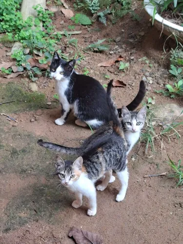 Doação de filhotes de gato