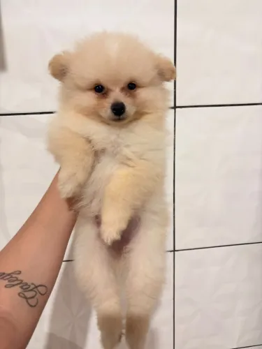 Vende-se cachorrinho Lulu da pomerânea