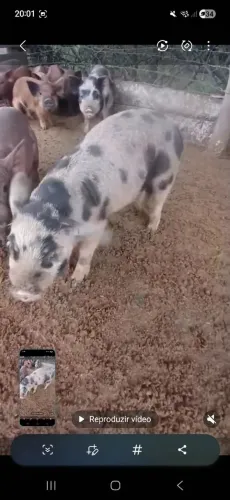 Filhote Porco Caruncho Legítimos 