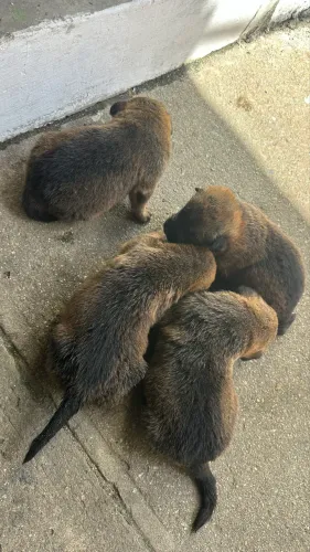 Vende-se filhote de rottweiler com pastor alemão