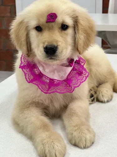 Filhote Golden Retriever filhotão