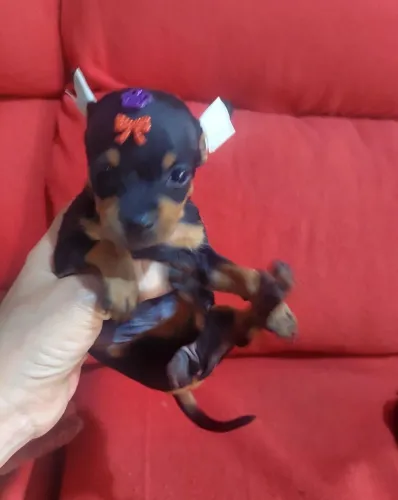 Pincher três fêmea e um macho