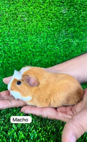 Porquinho da india