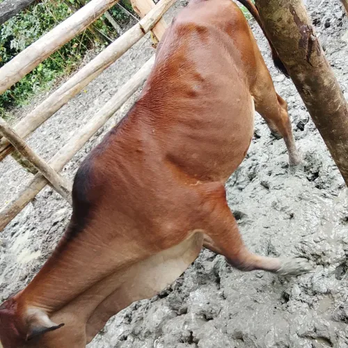 Vendo bezerra chique
