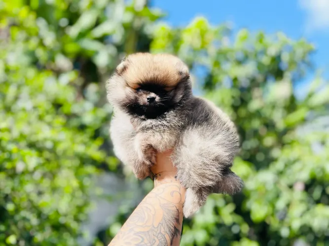 Linda fêmea mini Spitz alemão com pedigree