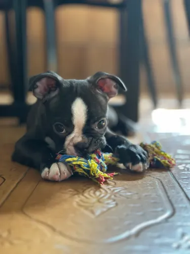 Lindos filhotes de Boston Terrier com pedigree