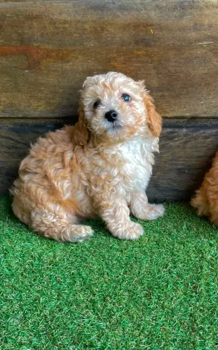 Filhotes de Poodle Anão disponíveis para entrega