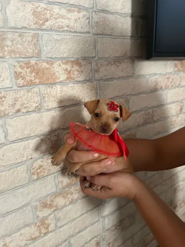 Pinscher miniatura fêmeas