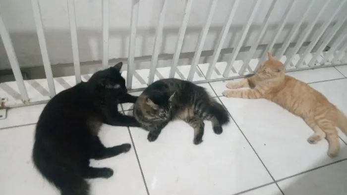 gatos para doação responsável todos castrados e domésticados zp *24