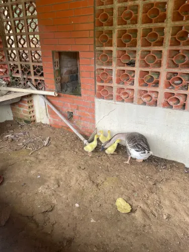 Vendo casal de gansos africano com filhotes