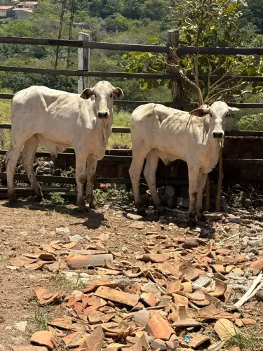 Bezerros