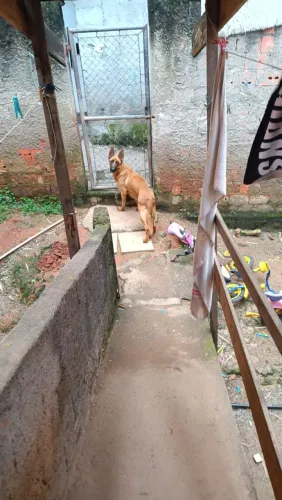Doação de fêmea de pastor alemão