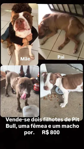 Vende-se dois filhotes de pitbull